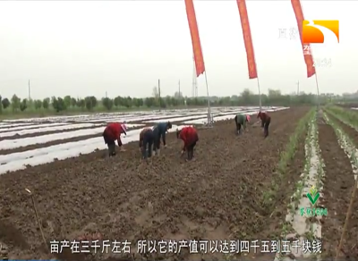 科技“打头阵” 农业示范园里绿色产业春播忙