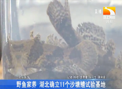 野鱼家养 湖北确立11个沙塘鳢试验基地