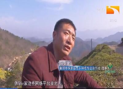 能人回乡种茶叶 带动村民人均增收两千元