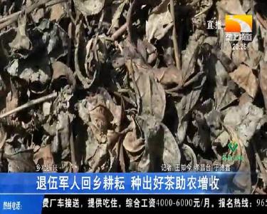 退伍军人回乡耕耘 种出好茶助农增收