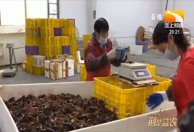品质高销路俏 潜江小龙虾红全国