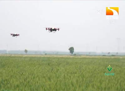 湖北进入小麦赤霉病第三轮防治期