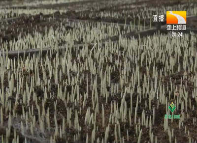 机械化育再生稻秧苗 乡亲期待好收成