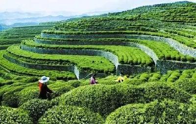 茶叶与旅游联姻 竹溪茶旅融合助力乡村振兴