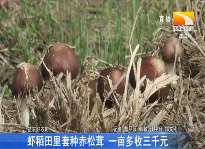 虾稻田里套种赤松茸 一亩多收三千元