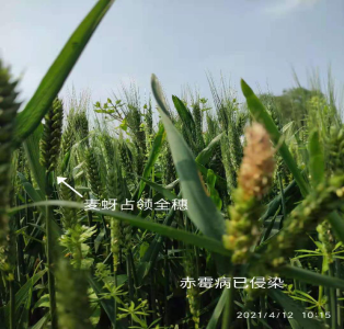 今年江汉平原须注重小麦蚜虫和赤霉病重发危害