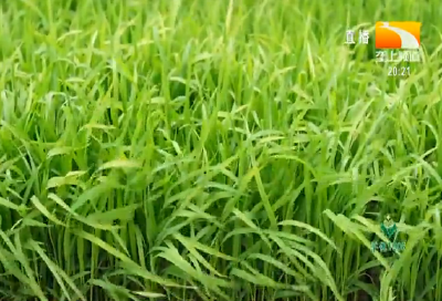 双季稻全程机械化绿色高效吨粮模式