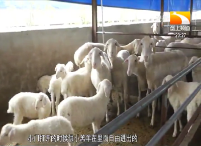 医学硕士返乡搞养殖 乡亲慕名“跟风”尝甜头