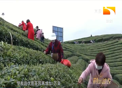 襄阳高香茶采摘正酣 鲜叶收购价每斤平均上浮20元