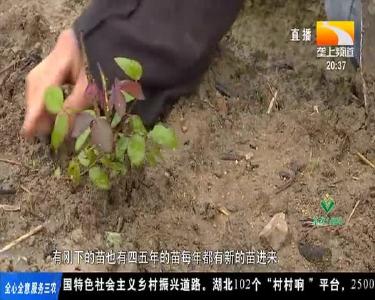 抢抓农时栽好苗 姹紫嫣红迎客来