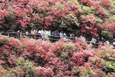 云雾山杜鹃花迎来最佳赏花期