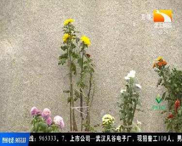 顺势而为 菊花产业开出“幸福花”