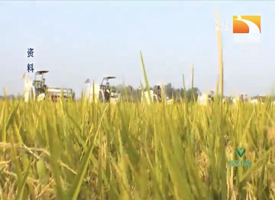 氮磷钾肥使用过量对水稻的影响