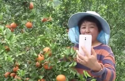 超会玩！宜昌橘农变身网络主播，年收入近70万元