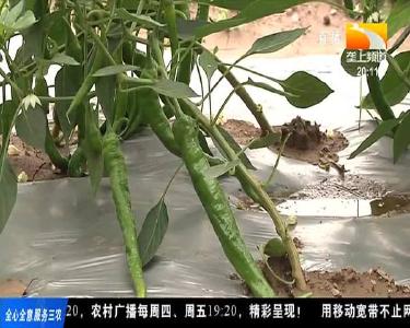 垄上行 2021-05-28