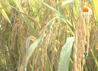 如何预防水稻田肥料受害？
