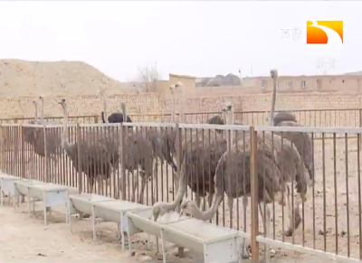 鸵鸟养殖“托”起致富梦