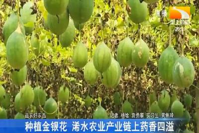 种植金银花 浠水农业产业链上药香四溢