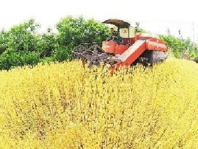 襄阳小麦全面开镰收割