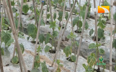 黄瓜高产栽培技术