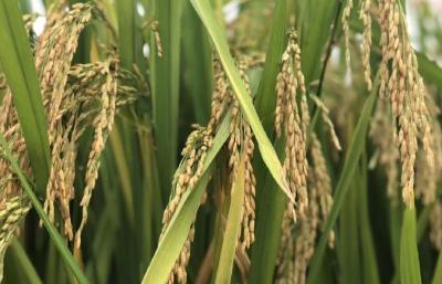 湖北示范推广18个小麦新品种 平均增产5%以上