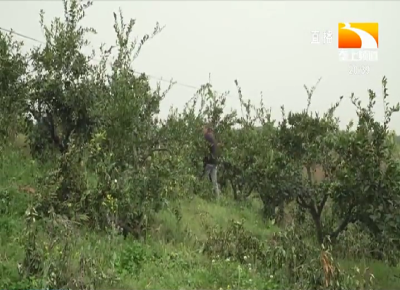 嫁接换种 丹江口低产桔园“重获新生”