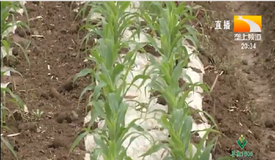 玉米高产规范化栽培技术