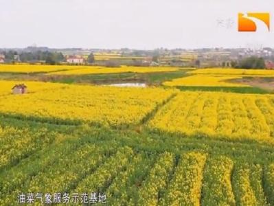 用好“天时”夺丰收 湖北油菜气象服务中心落户荆门