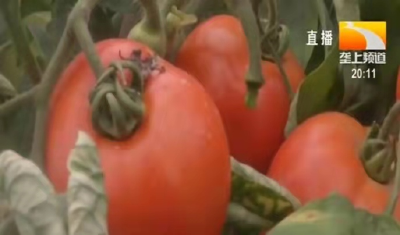 种西红柿需要去尖吗？