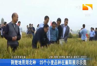 荆楚地用湖北种 25个小麦品种在襄阳展示示范