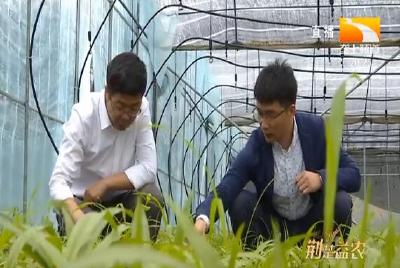 科技育好苗 “大别山白芨之乡”呼之欲出