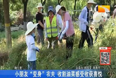 小朋友“变身”农夫 收割油菜感受收获喜悦