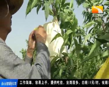 80后小伙荒山种黄桃 结出致富“金果果”