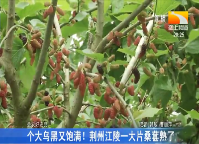 个大乌黑又饱满! 荆州江陵一大片桑葚熟了