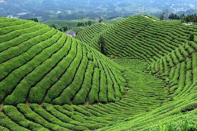 鹤峰宣恩入选区域特色美丽茶乡