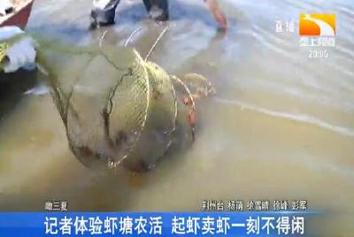 记者体验虾塘农活 起虾卖虾一刻不得闲