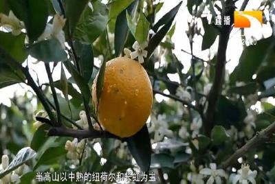 花果同树 “橙” 当时 一亩 “黄金果” 收益达万元
