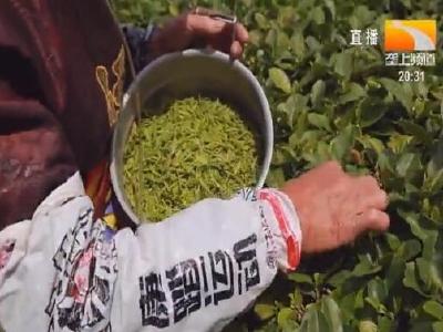 桂花树下种好茶 打造全国有机标准示范茶园