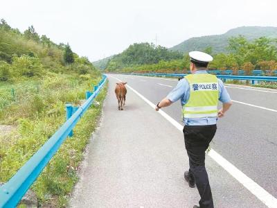 小黄牛在高速上散步 十堰民警客串放牛郎