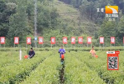 茶园有机肥替代化肥 让茶叶更健康