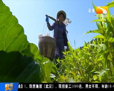 咸宁通山：闲田巧种获丰收 乡亲增收笑开颜