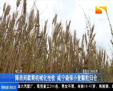 降雨间歇期机械化抢收 咸宁确保小麦颗粒归仓