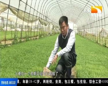 一村多名大学生计划 助力乡亲走出致富“稻”路