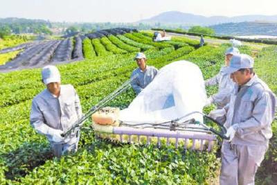 大悟茶产业引进18个合作项目