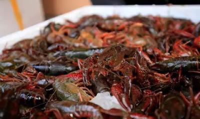 “五一”小长假白沙洲批发市场 日销小龙虾100余吨