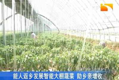 能人返乡发展智能大棚蔬菜 助乡亲增收