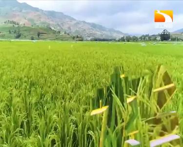 垄上行 2021-05-30