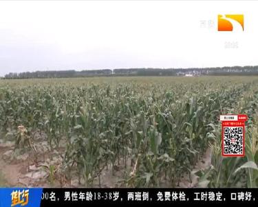 武汉汉南鲜食玉米即将上市 省外客商提前订货