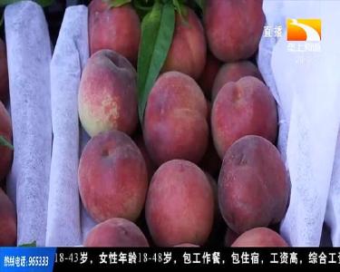 荆门屈家岭：桃子上市不愁销 闯北京进商超