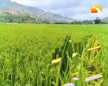 垄上行 2021-06-11